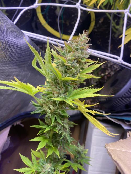 Eternity Growcup 2026 - Sticky Broccoli. Week 17 - day 73