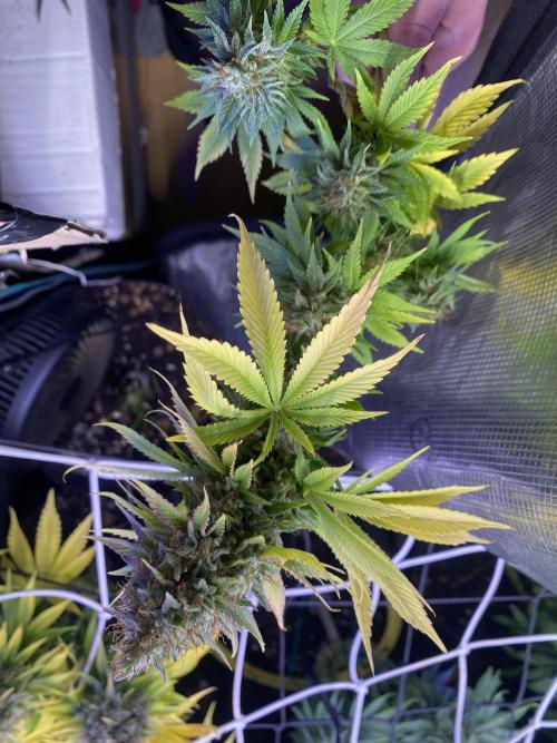 Eternity Growcup 2026 - Sticky Broccoli. Week 17 - day 73