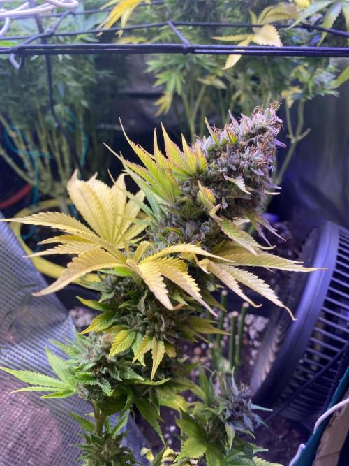 Eternity Growcup 2026 - Sticky Broccoli. Week 17 - day 73
