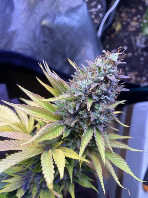Eternity Growcup 2026 - Sticky Broccoli. Week 17 - day 73