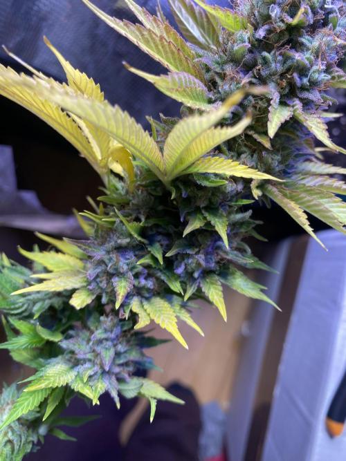 Eternity Growcup 2026 - Sticky Broccoli. Week 17 - day 73