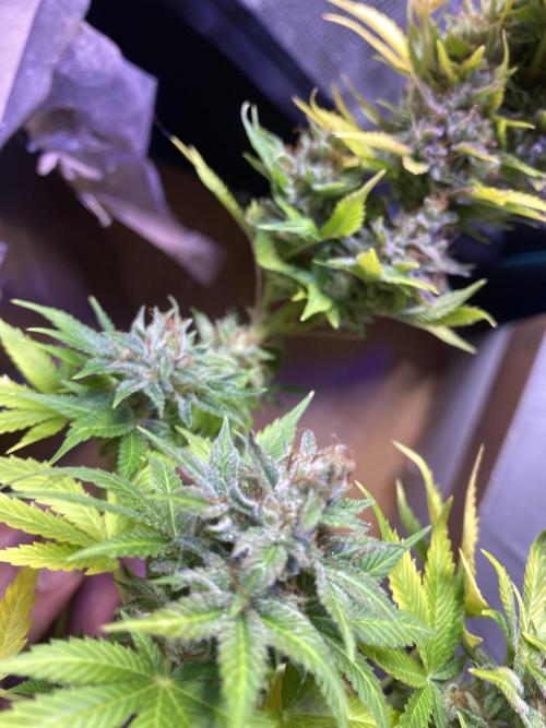 Eternity Growcup 2026 - Sticky Broccoli. Week 17 - day 73