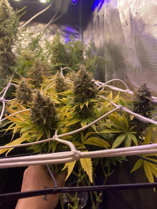 Eternity Growcup 2026 - Sticky Broccoli. Week 17 - day 73