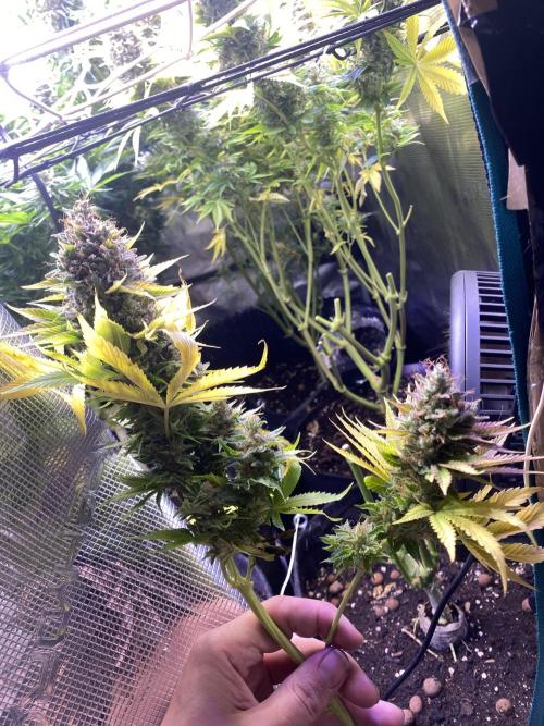 Eternity Growcup 2026 - Sticky Broccoli. Week 17 - day 73