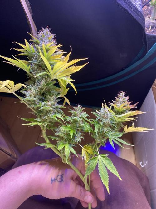Eternity Growcup 2026 - Sticky Broccoli. Week 17 - day 73