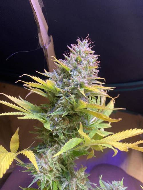 Eternity Growcup 2026 - Sticky Broccoli. Week 17 - day 73
