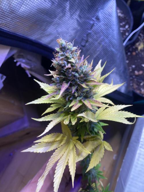 Eternity Growcup 2026 - Sticky Broccoli. Week 17 - day 73