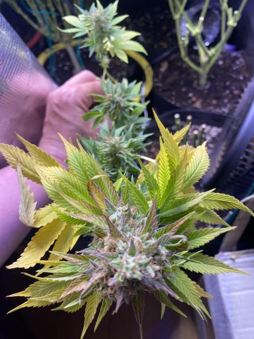 Eternity Growcup 2026 - Sticky Broccoli. Week 17 - day 73
