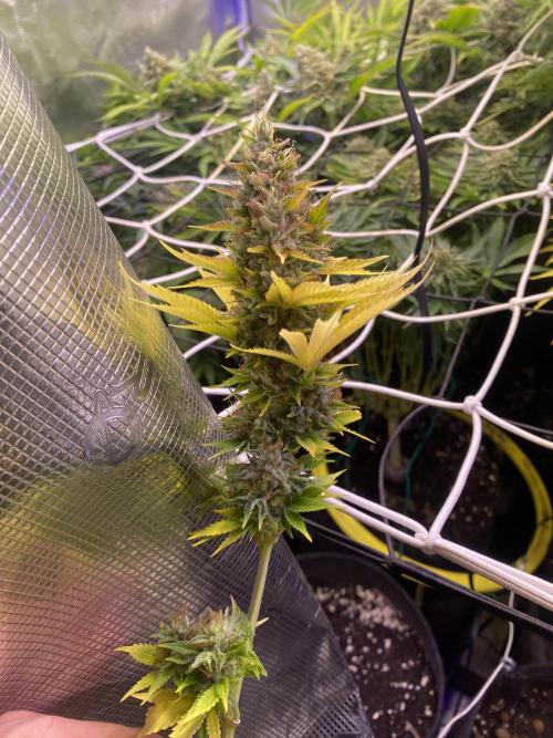 Eternity Growcup 2026 - Sticky Broccoli. Week 17 - day 73