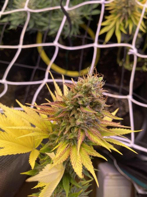Eternity Growcup 2026 - Sticky Broccoli. Week 17 - day 73