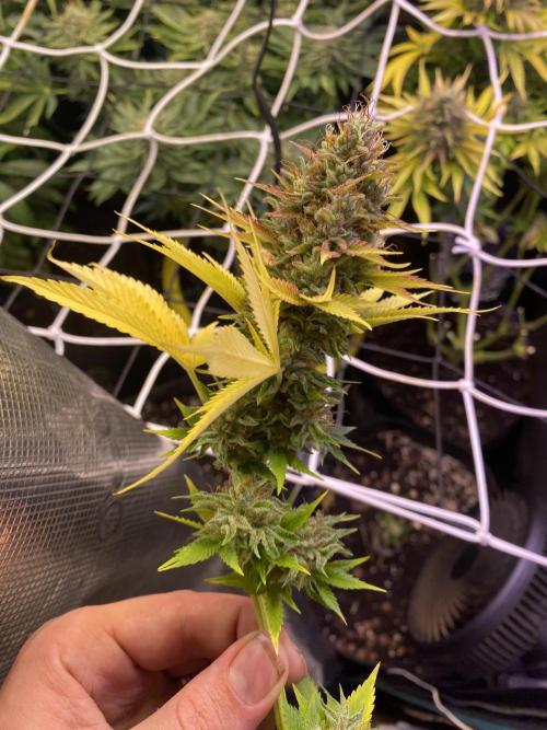 Eternity Growcup 2026 - Sticky Broccoli. Week 17 - day 73