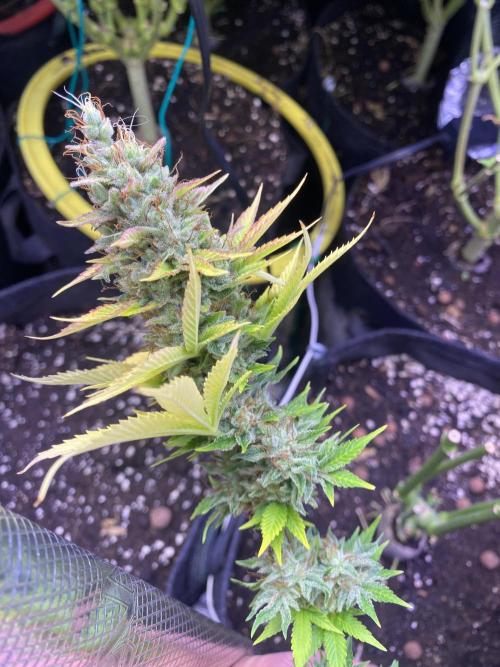 Eternity Growcup 2026 - Sticky Broccoli. Week 17 - day 73