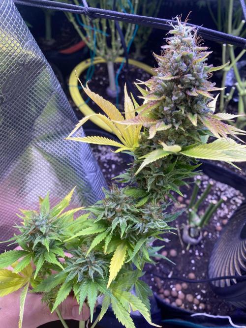 Eternity Growcup 2026 - Sticky Broccoli. Week 17 - day 73