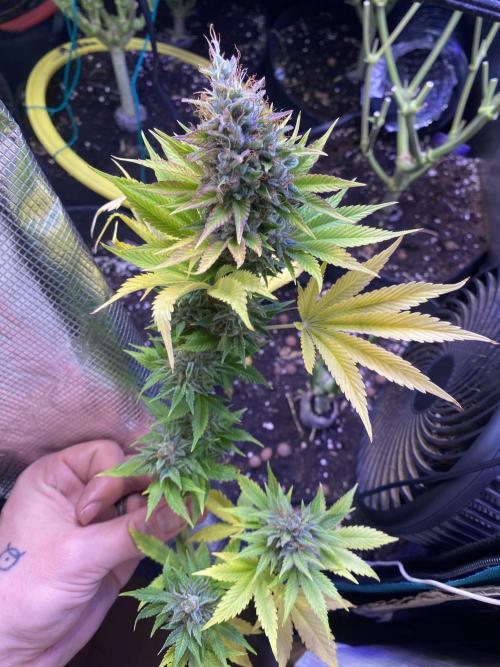Eternity Growcup 2026 - Sticky Broccoli. Week 17 - day 73