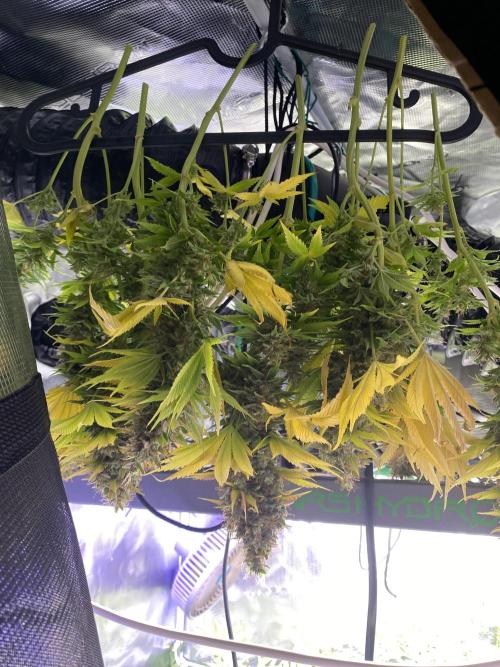 Eternity Growcup 2026 - Sticky Broccoli. Week 17 - day 73