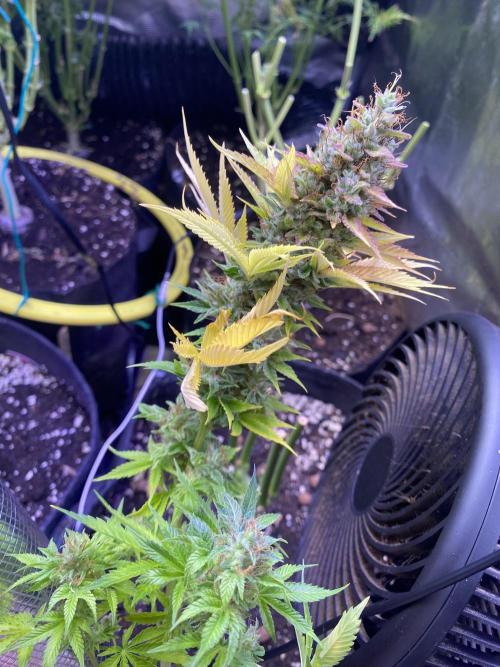 Eternity Growcup 2026 - Sticky Broccoli. Week 17 - day 73