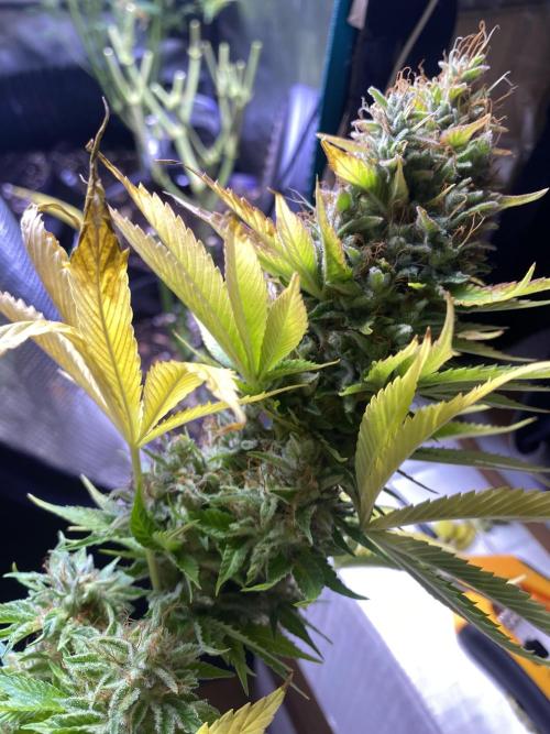 Eternity Growcup 2026 - Sticky Broccoli. Week 17 - day 73