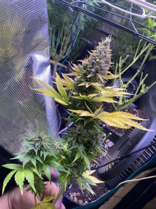 Eternity Growcup 2026 - Sticky Broccoli. Week 17 - day 73