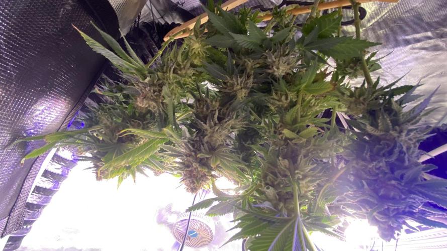 Grandpa Zombie Genetics Fem - Izi Farms. Week 18 - day 75 chop
