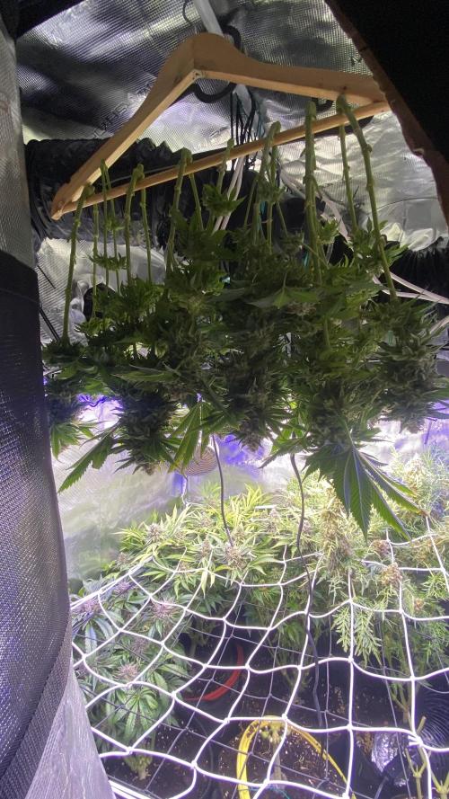 Grandpa Zombie Genetics Fem - Izi Farms. Week 18 - day 75 chop