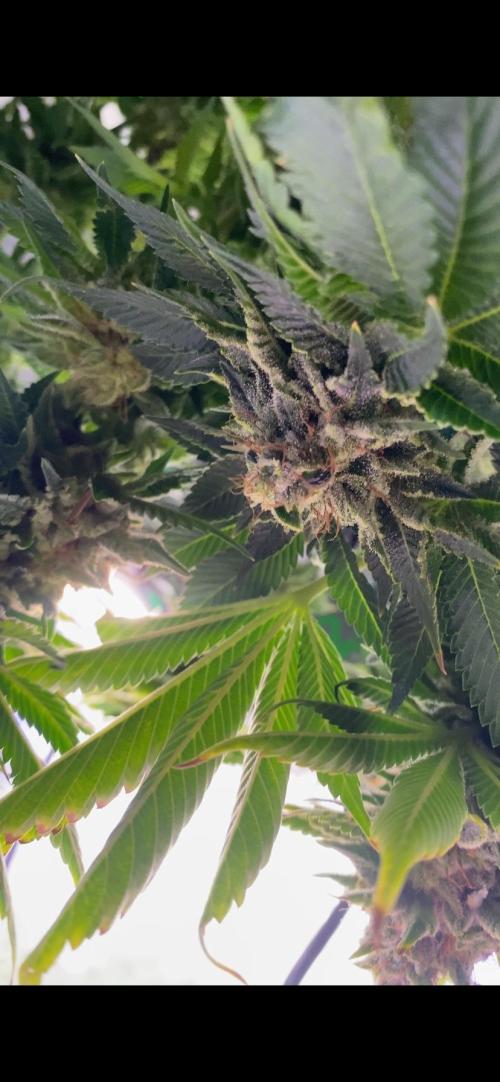 Grandpa Zombie Genetics Fem - Izi Farms. Week 18 - day 75