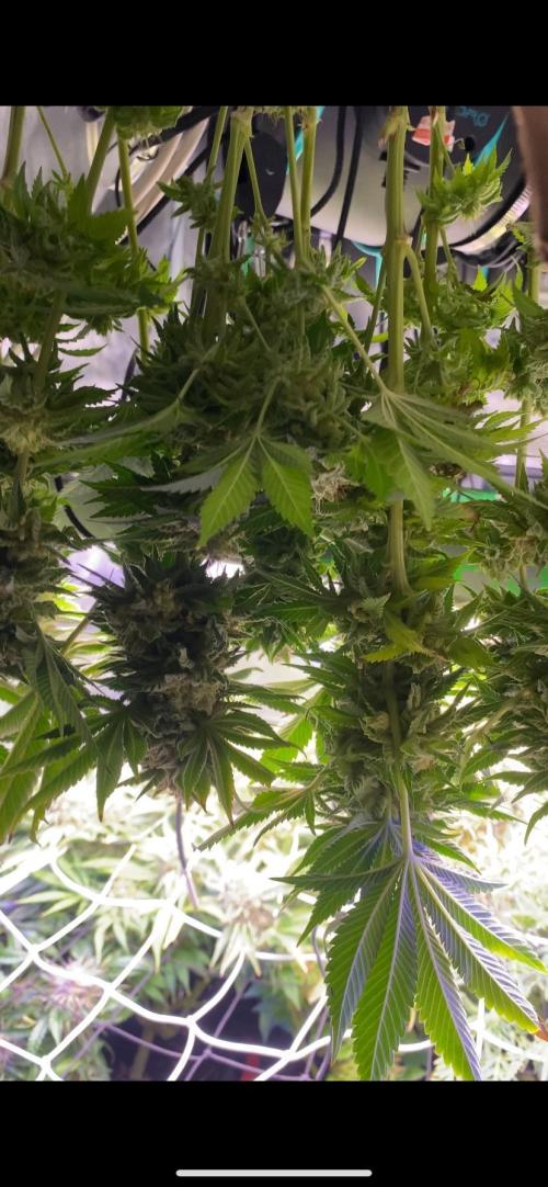 Grandpa Zombie Genetics Fem - Izi Farms. Week 18 - day 75