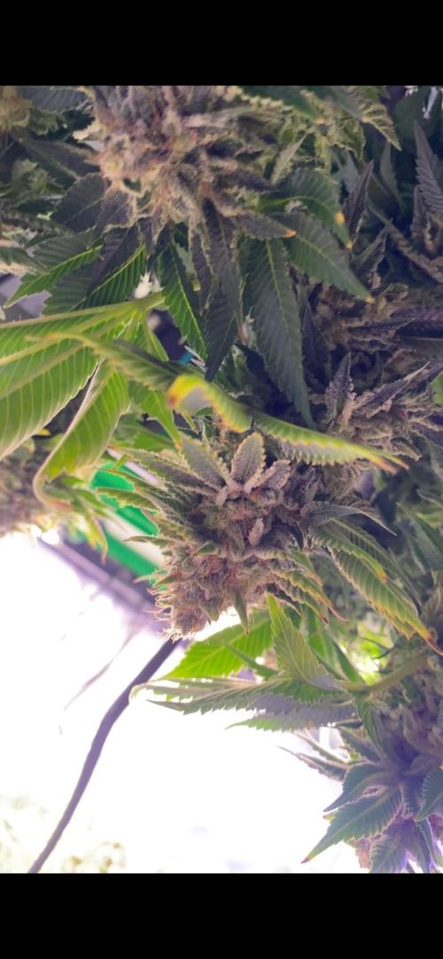 Grandpa Zombie Genetics Fem - Izi Farms. Week 18 - day 75