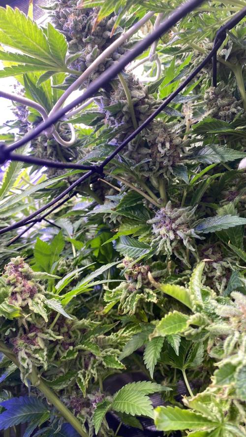 Tom Hills - Deep Chunk - reg photo. Week 16 - day 75
