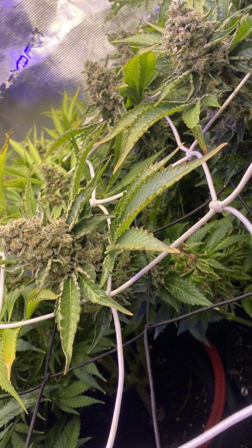 Tom Hills - Deep Chunk - reg photo. Week 16 - day 75