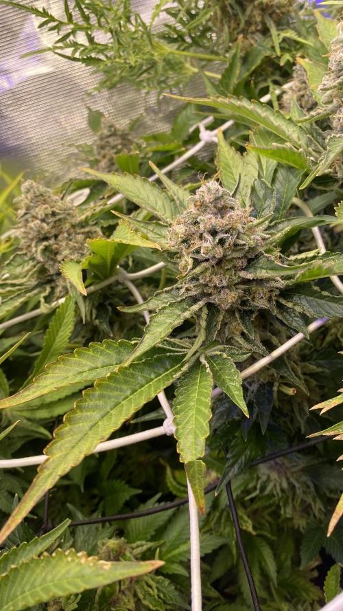 Tom Hills - Deep Chunk - reg photo. Week 16 - day 75