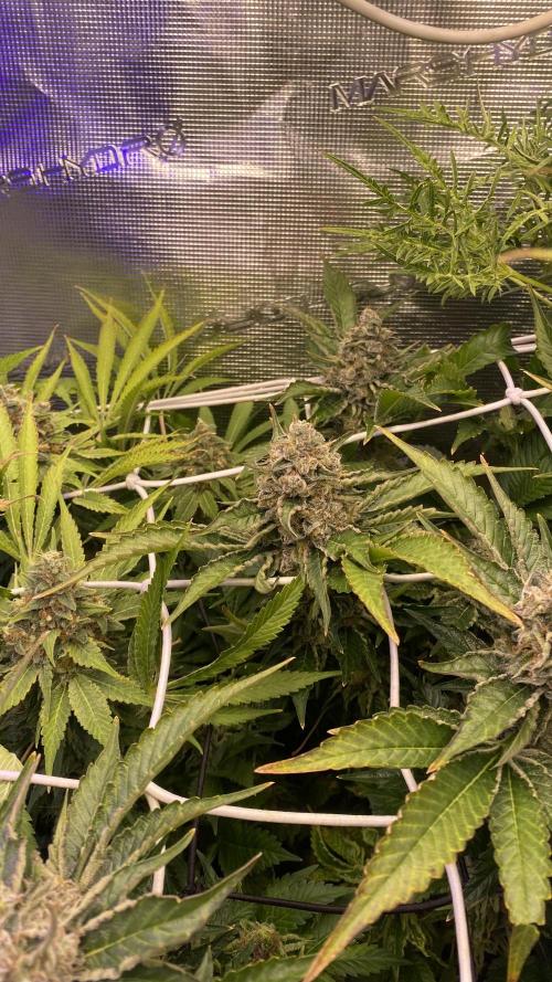 Tom Hills - Deep Chunk - reg photo. Week 16 - day 75