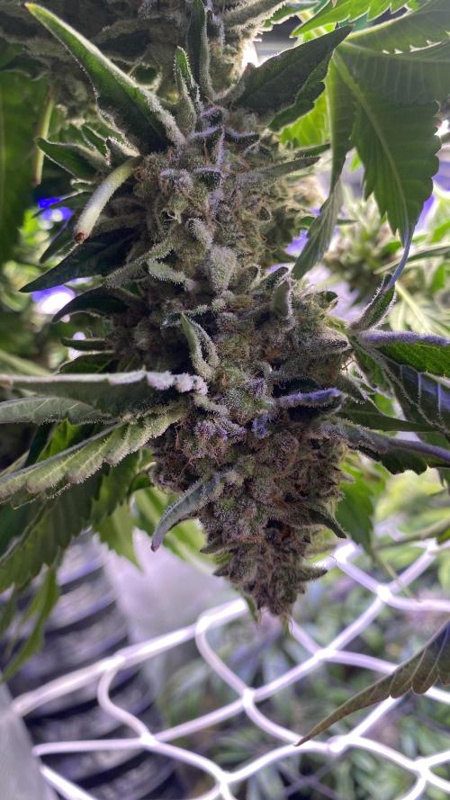 Tom Hills - Deep Chunk - reg photo. Week 17