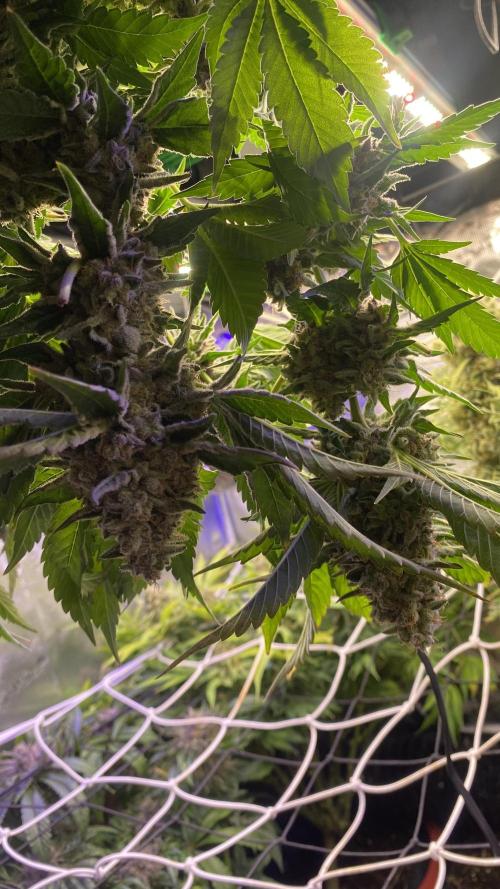 Tom Hills - Deep Chunk - reg photo. Week 17