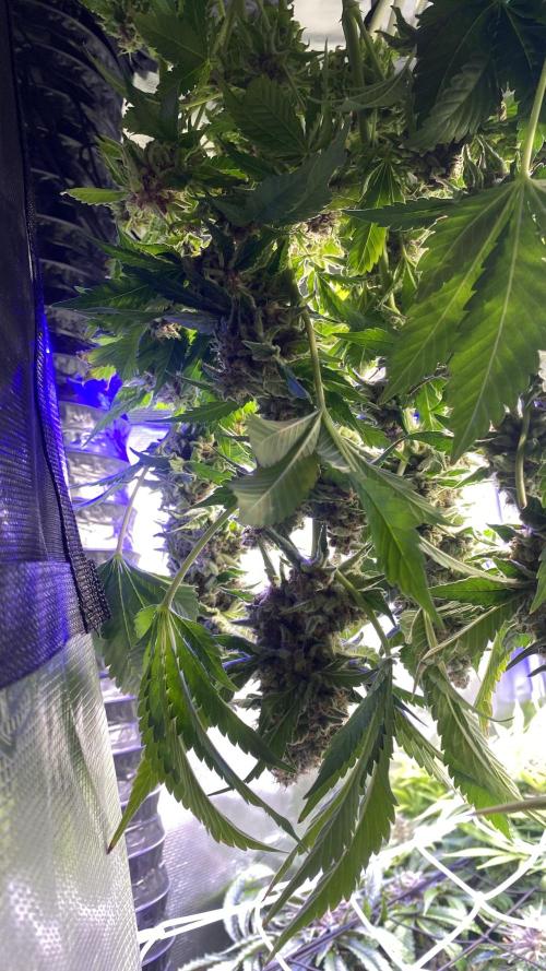 Tom Hills - Deep Chunk - reg photo. Week 17