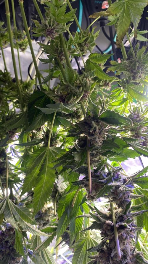 Tom Hills - Deep Chunk - reg photo. Week 17