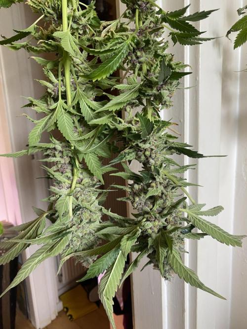 Tom Hills - Deep Chunk - reg photo. Week 17