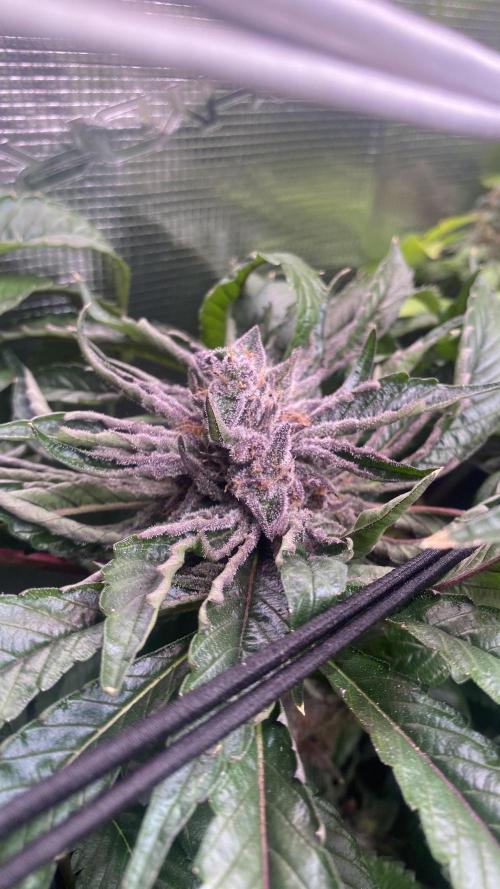 Zamnesia - Hindu Kush - Landrace - Fem. Week 16 - day 80
