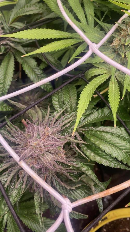 Zamnesia - Hindu Kush - Landrace - Fem. Week 16 - day 80
