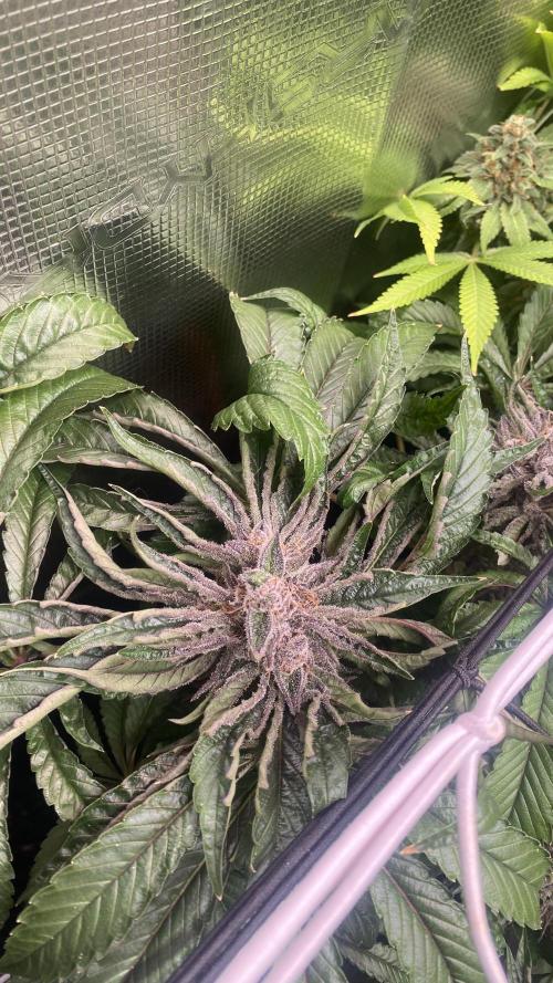 Zamnesia - Hindu Kush - Landrace - Fem. Week 16 - day 80