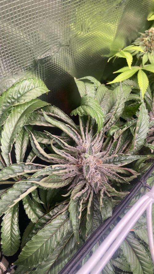 Zamnesia - Hindu Kush - Landrace - Fem. Week 16 - day 80