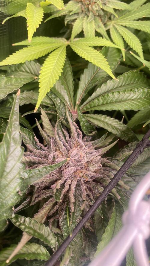 Zamnesia - Hindu Kush - Landrace - Fem. Week 16