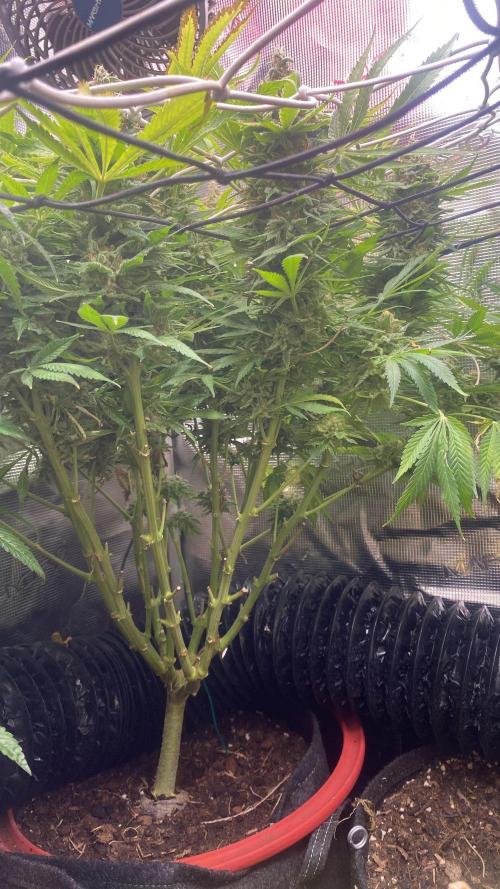 Mazar Kush - World Of Seeds. Week 17 - day 80