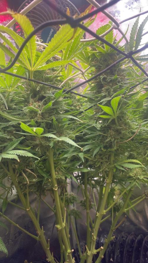 Mazar Kush - World Of Seeds. Week 17 - day 80