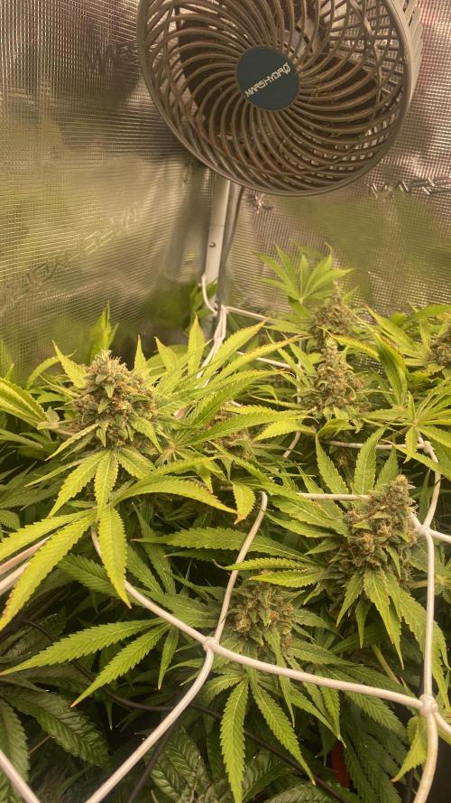 Mazar Kush - World Of Seeds. Week 17 - day 80