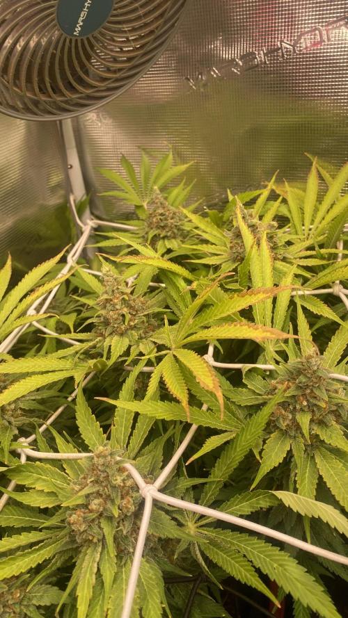 Mazar Kush - World Of Seeds. Week 17 - day 80
