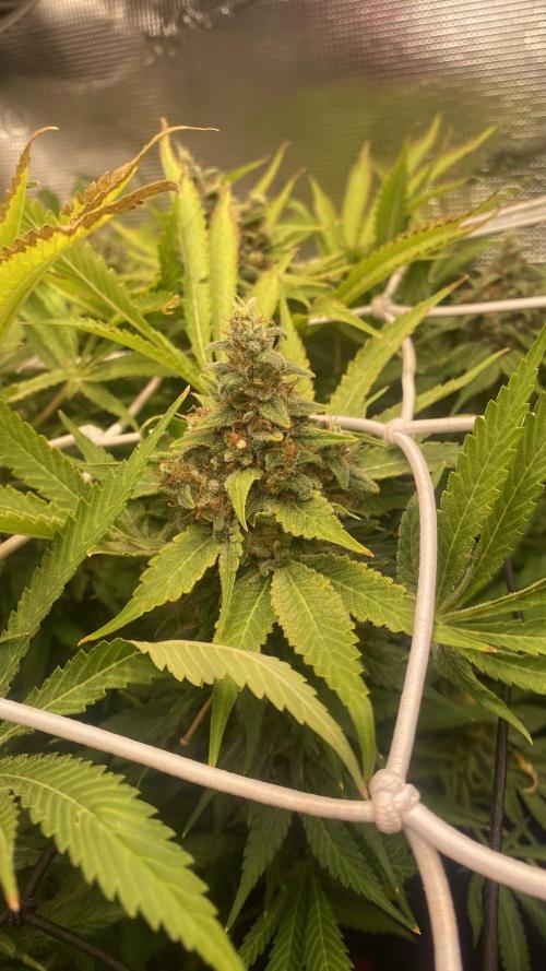 Mazar Kush - World Of Seeds. Week 17 - day 80