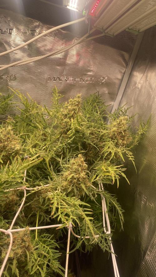 Mentha De Croco - TerpyZ. Mutant. Week 17 - day 80