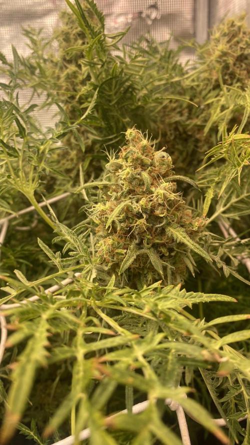 Mentha De Croco - TerpyZ. Mutant. Week 17 - day 80