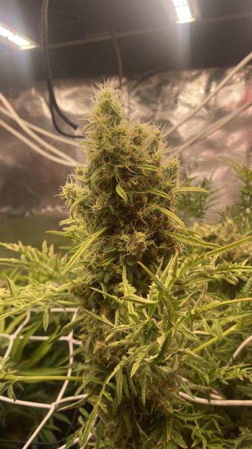 Mentha De Croco - TerpyZ. Mutant. Week 17 - day 80