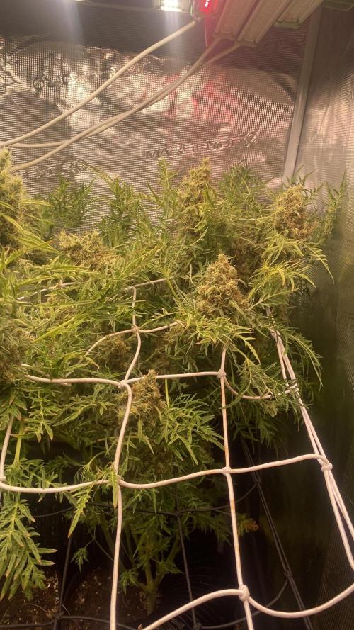Mentha De Croco - TerpyZ. Mutant. Week 17 - day 80